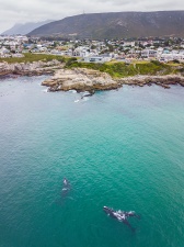 DJI 0022