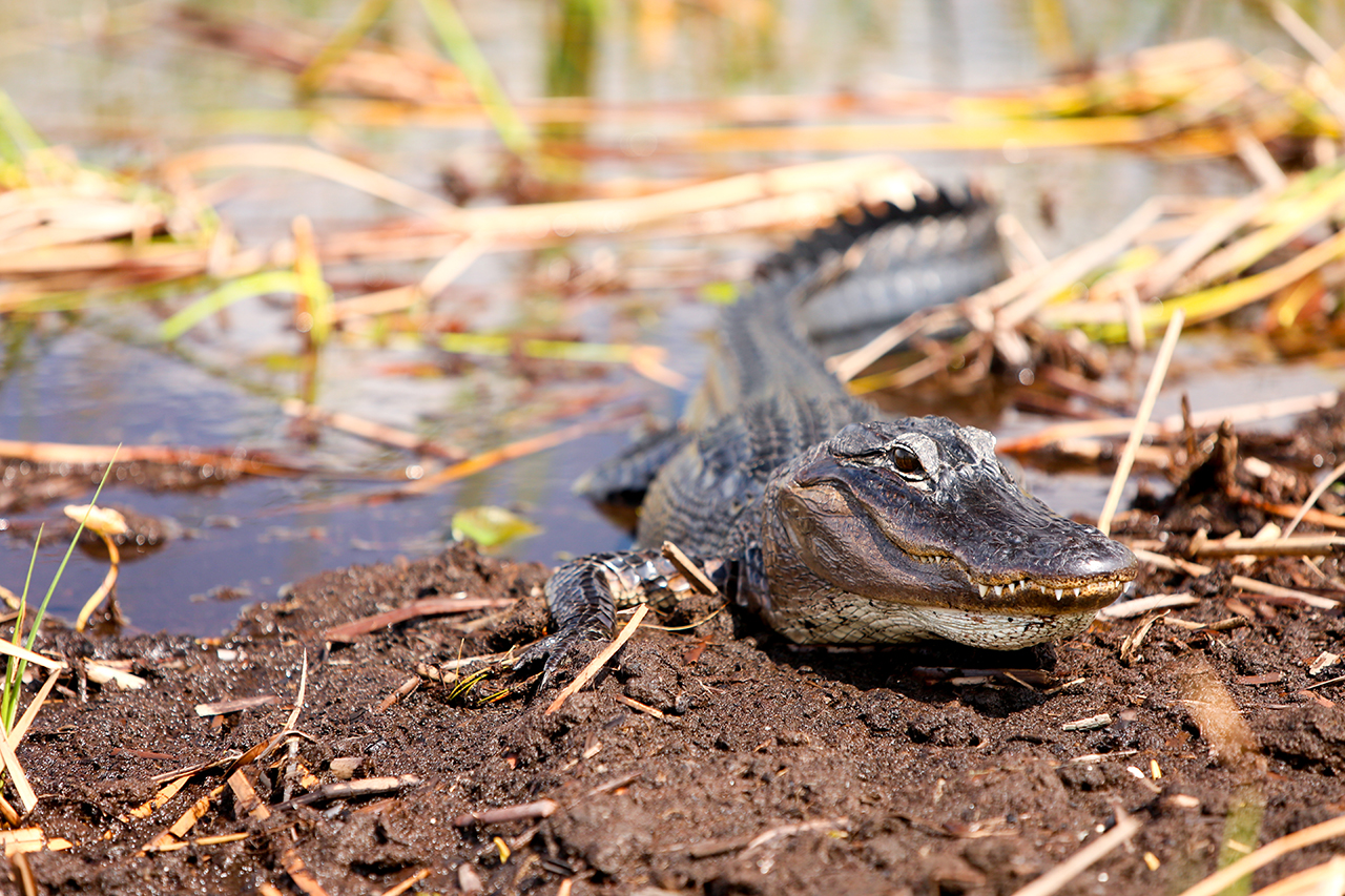 Florida and Nicaragua 2016 2244.jpg