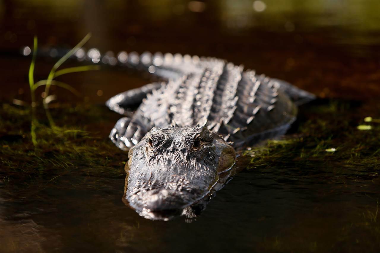 Florida and Nicaragua 2016 2290.jpg