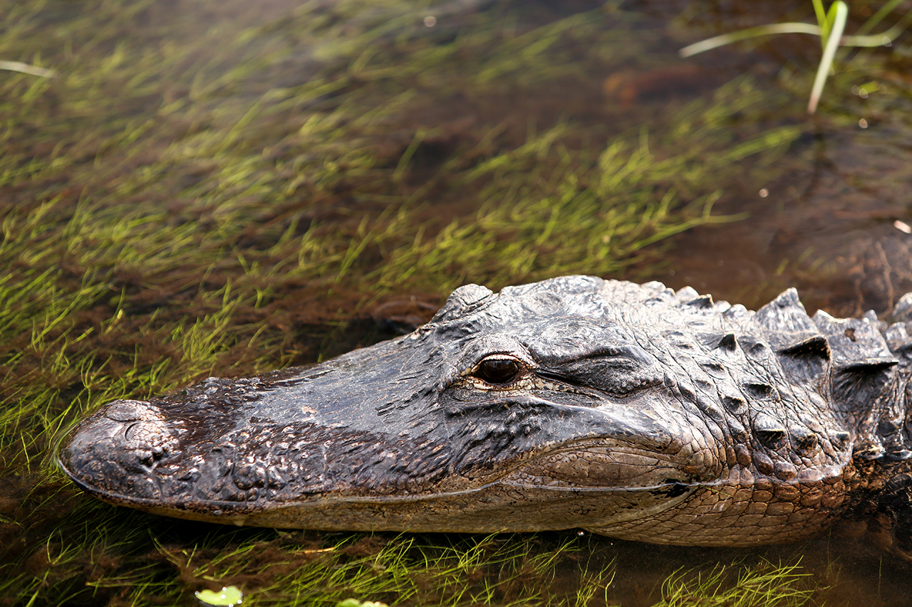 Florida and Nicaragua 2016 2299.jpg